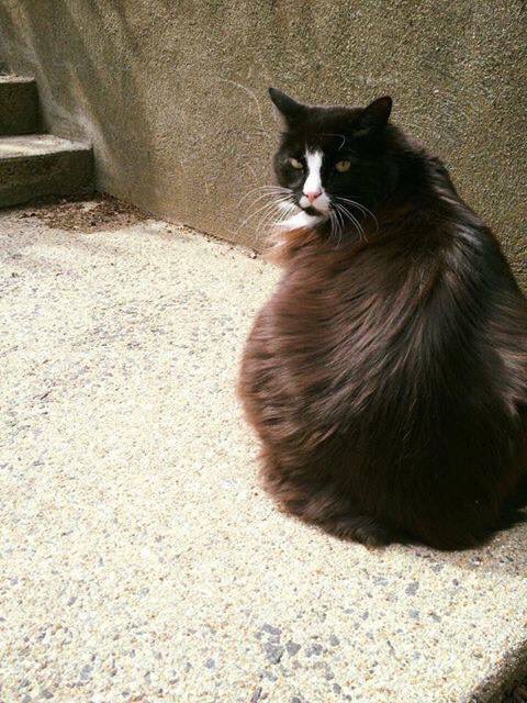 PalsCats's tweet photo. Salem Friends! Dusty, the unofficial mascot of the House of the Seven Gables, did not come home yesterday night, February 5th. Turner Street area of Salem. Please share this with other locals to get the word out. #SalemMA #LostCat #Missing #Meow https://t.co/co7bLGp0Lw