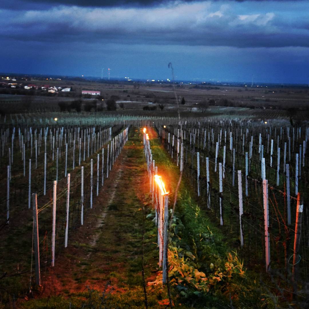 jk_wine's tweet photo. Impressionen der Planwagen Fackelfahrt vom letzten Wochenende. Wir danken allen Besuchern für die begeisterte Teilnahme an diesem Event. Wir hoffen, Sie haben schöne Erinnerungen mit nach Hause genommen. Es war uns eine Freude Sie durch die Weinberge geleiten zu dürfen! https://t.co/3ox4xMh5GU