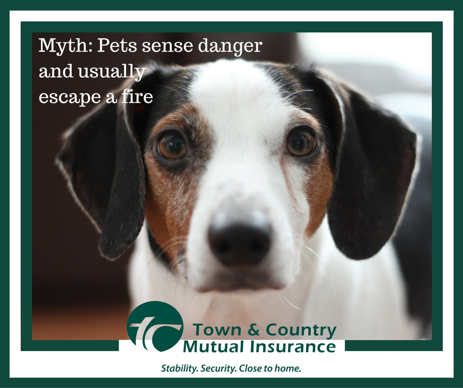 TCMutualInsures's tweet photo. #FireMyth: Pets sense danger & usually escape a fire. Reality: Pets are very vulnerable to & are often victims of fires. Smoke can damage their lungs in minutes. Your #FireEscapePlan should, when practical, include your pets. BUT NEVER GO BACK INSIDE TO RESCUE THEM. #petsafety https://t.co/0nAQfg4d1n