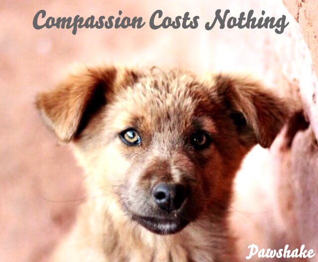 Image result for compassion costs nothing