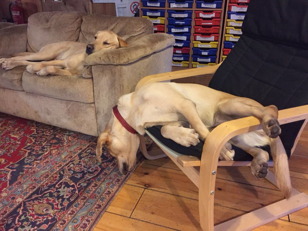 Buckswood_UK's tweet photo. It’s a dogs life! https://t.co/pf7sgRLjeW