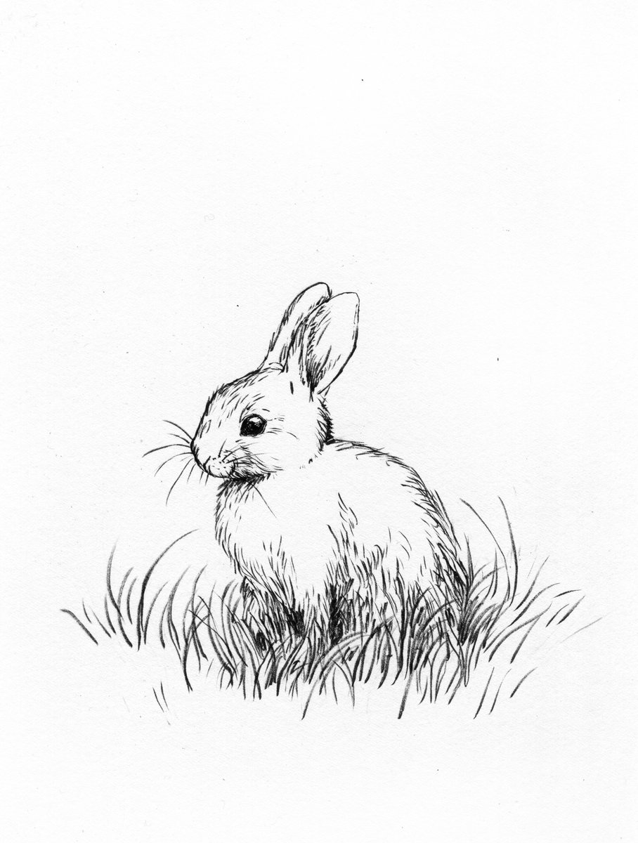 Rabbit  #art #illustration #rabbits
