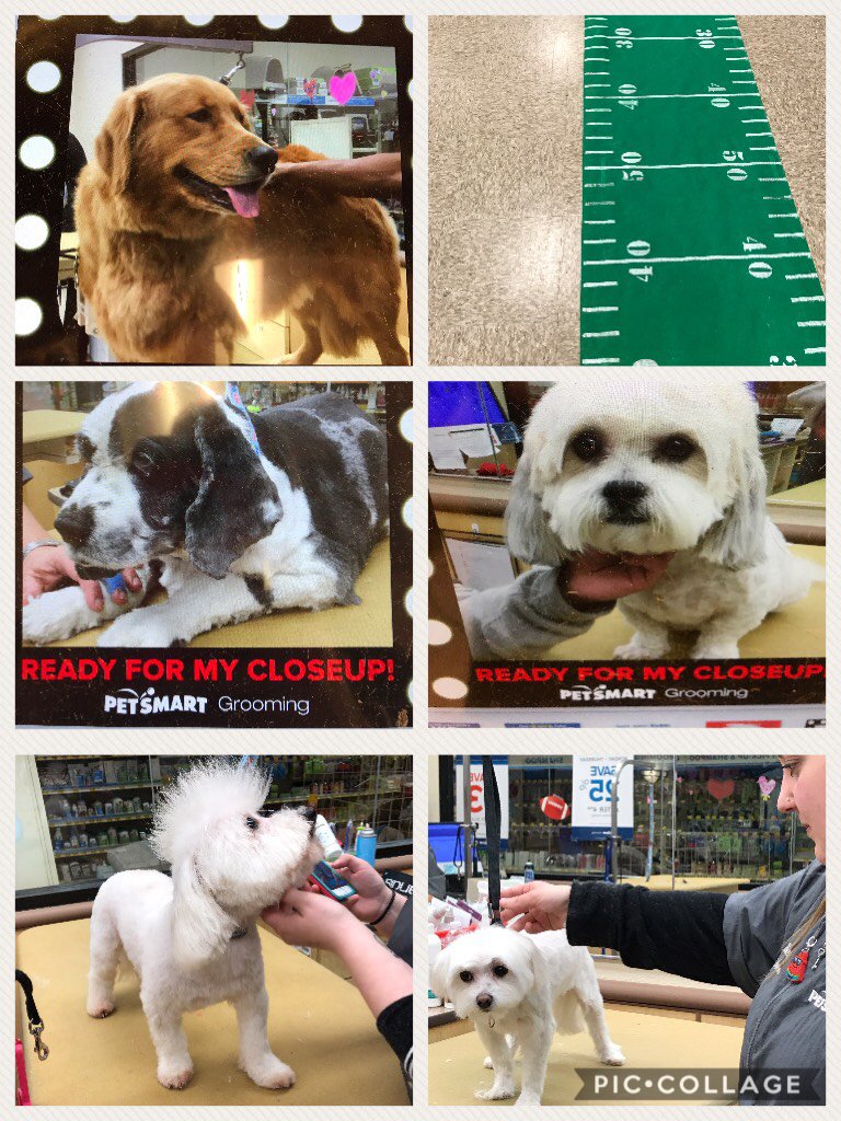 SNJDATHeather's tweet photo. #piccollage week #1 #groomingacademy #standout #DATLife https://t.co/LcQ2XvVclx https://t.co/Qu9gLYzRea
