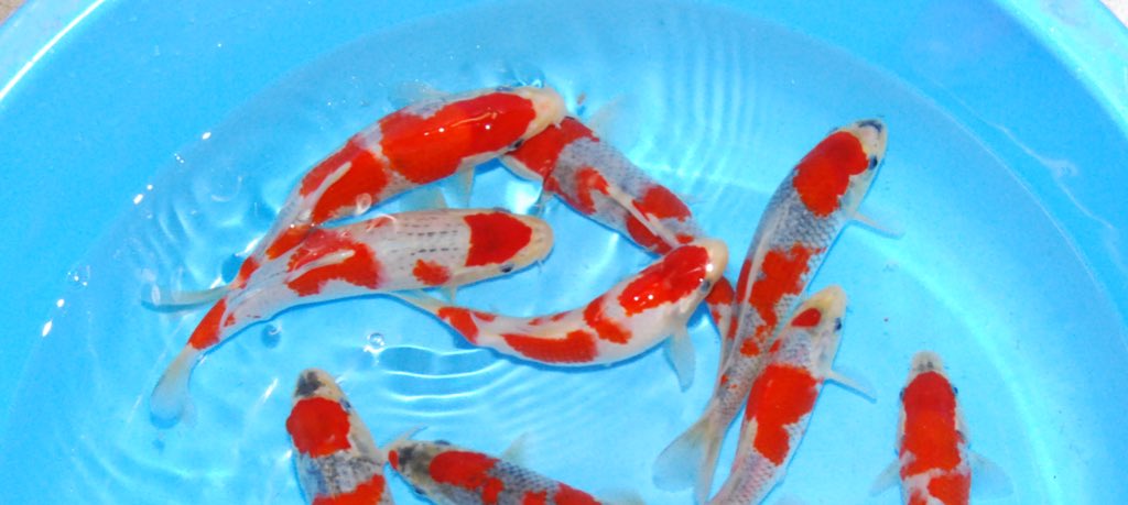 成澤養魚場 五色 上側の鯉達 W 好みの五色居ました 錦鯉 金魚 メダカ 成澤養魚場 五色 上側の鯉達 W 好みの五色居ました 錦鯉 金魚 メダカ