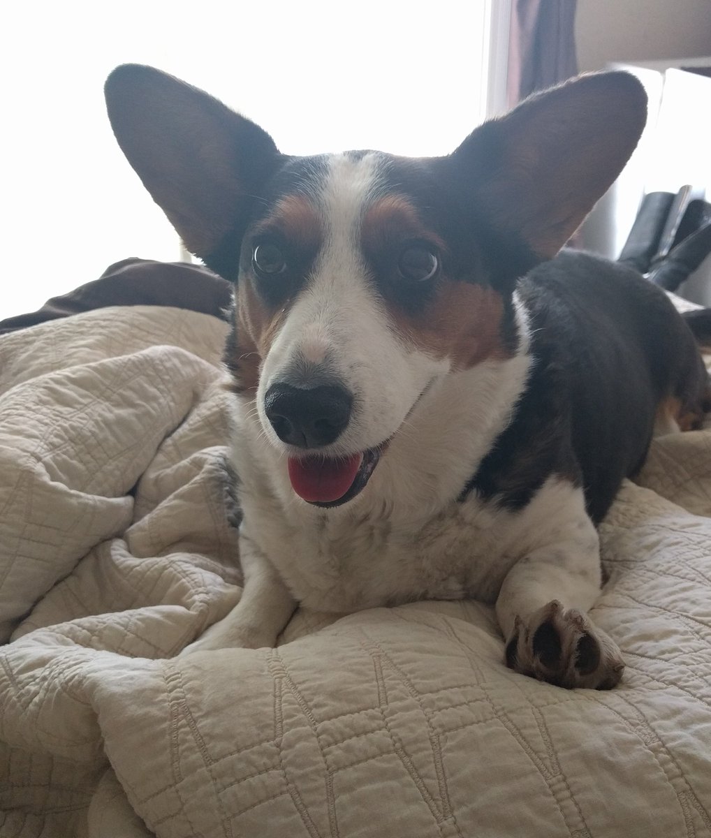NoriHardware's tweet photo. I make sure all the bedding is complimentary to my colouring. https://t.co/AyRE5ag1hE