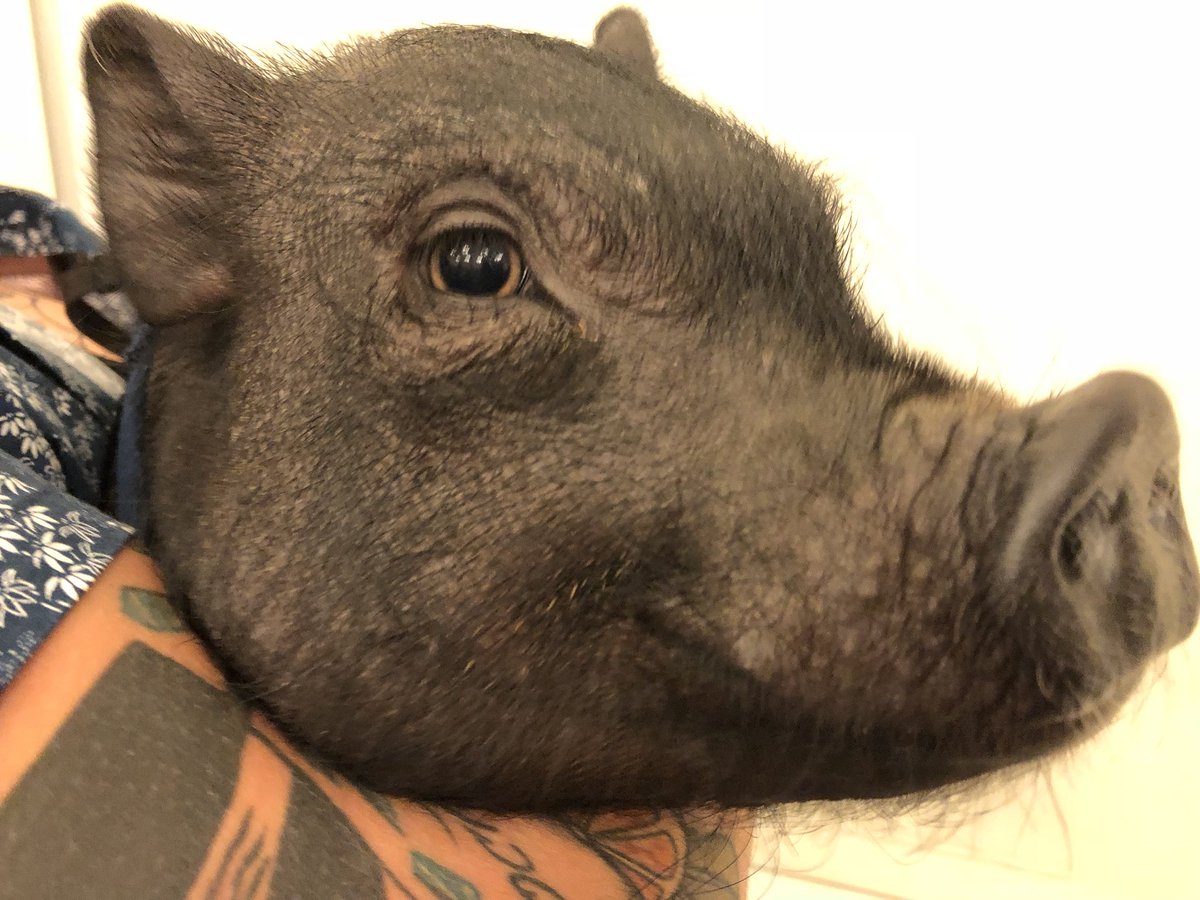 CityofAlameda's tweet photo. Tonight we had the first pig visit Council Chambers #alamtg #firstpig https://t.co/ppRoDhlRfC