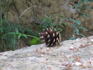 together666's tweet image. Прогулки по парку. Шишка.