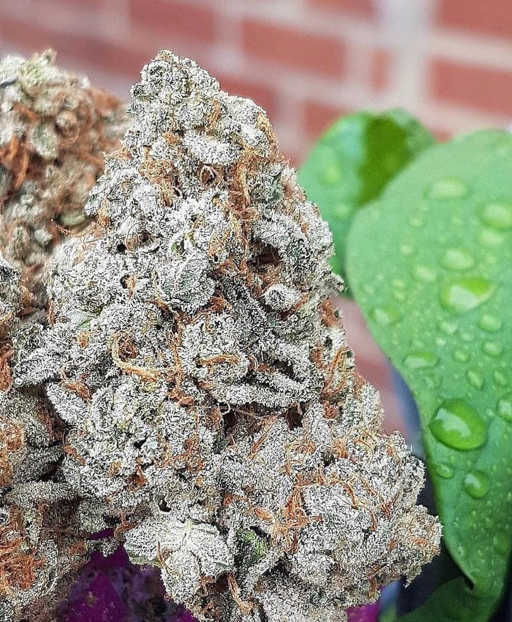stealthstash's tweet photo. Weed Porn
#weedporn #weedporndaily #weedporn420 #smokersmoment #vibinvibes #allwhiteashes #kush #kusharmy #indica #sativa #glassart #thc #thca #weed #weedstagram #stoned #bong #stoner #smokeweed #high #highasfuck #highlife #itslit #weedlife #marijuana #bongrips #weedstagram420 https://t.co/YyxISDtE1x