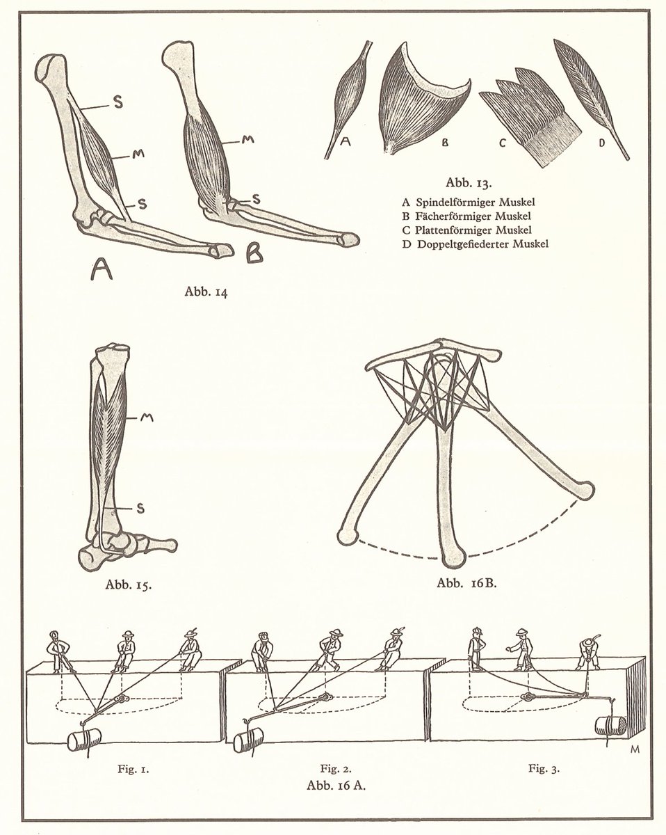 ドイツの解剖学者ジークフリード・モリールによる『造形解剖学』(1924)。素朴な図版だが、情報が程よく咀嚼され、伝わりやすい。著者が解剖学に詳しいことがよくわかる。美術解剖学書は解剖学書から引用されるのが通例だが、この本は医学書(ベニンホフの解剖学書)に逆引用されている。 #美術解剖学 