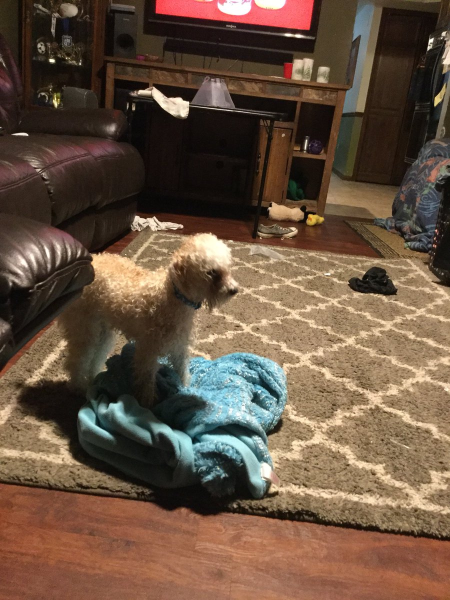 Barry52861980's tweet photo. My dog just got a bath and he still is crazy https://t.co/AjowjyGnWg