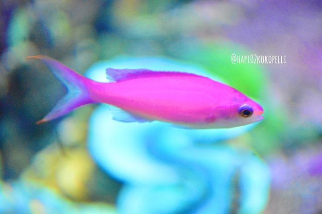 心に強く訴えるピンク 魚 名前 最高の花の画像