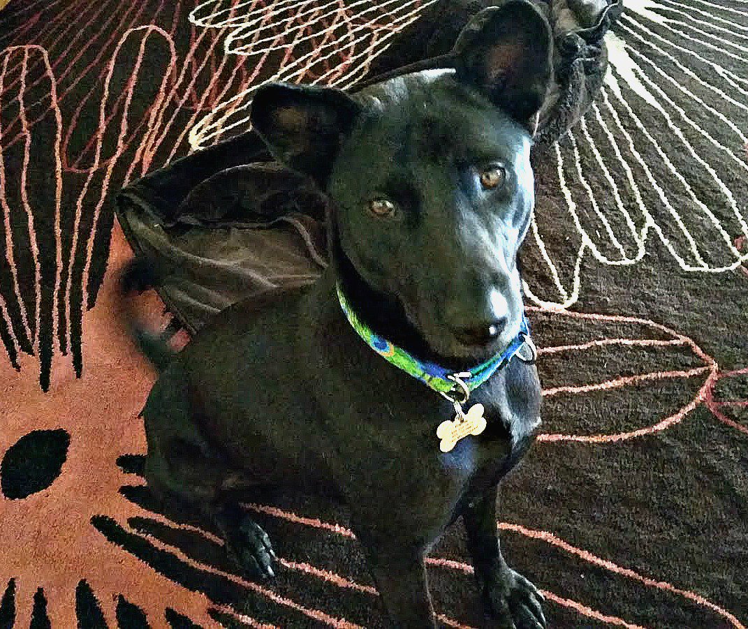 SimplyD's tweet image. Meet Kaida, She keeps my mindset in check and exercises me daily.  She's a rescue from the illegal dog meat trade in Thailand.