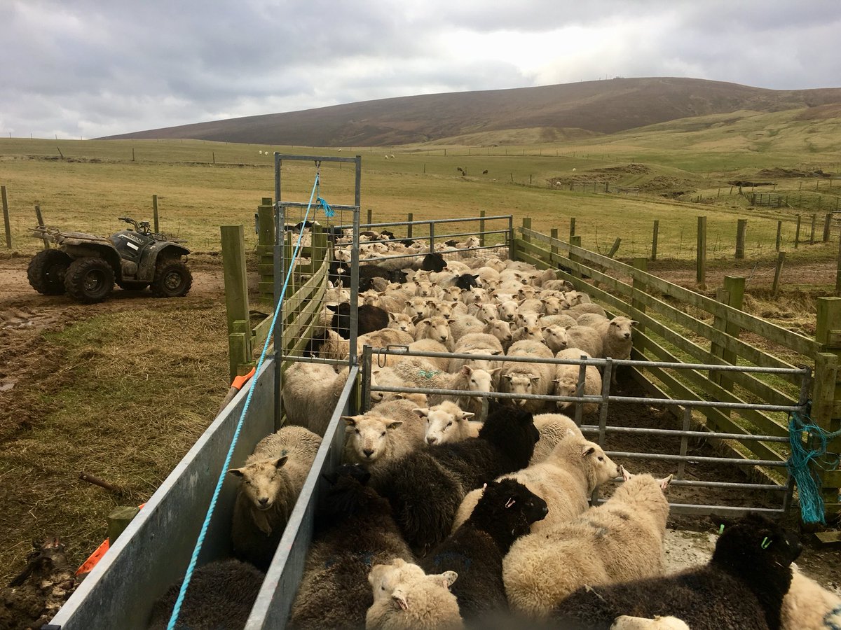 Brake_Farm's tweet photo. Ewes in for a fluke drench and a few needing their feet trimmed. Fine dry day for it. https://t.co/F76Eb2OwJm