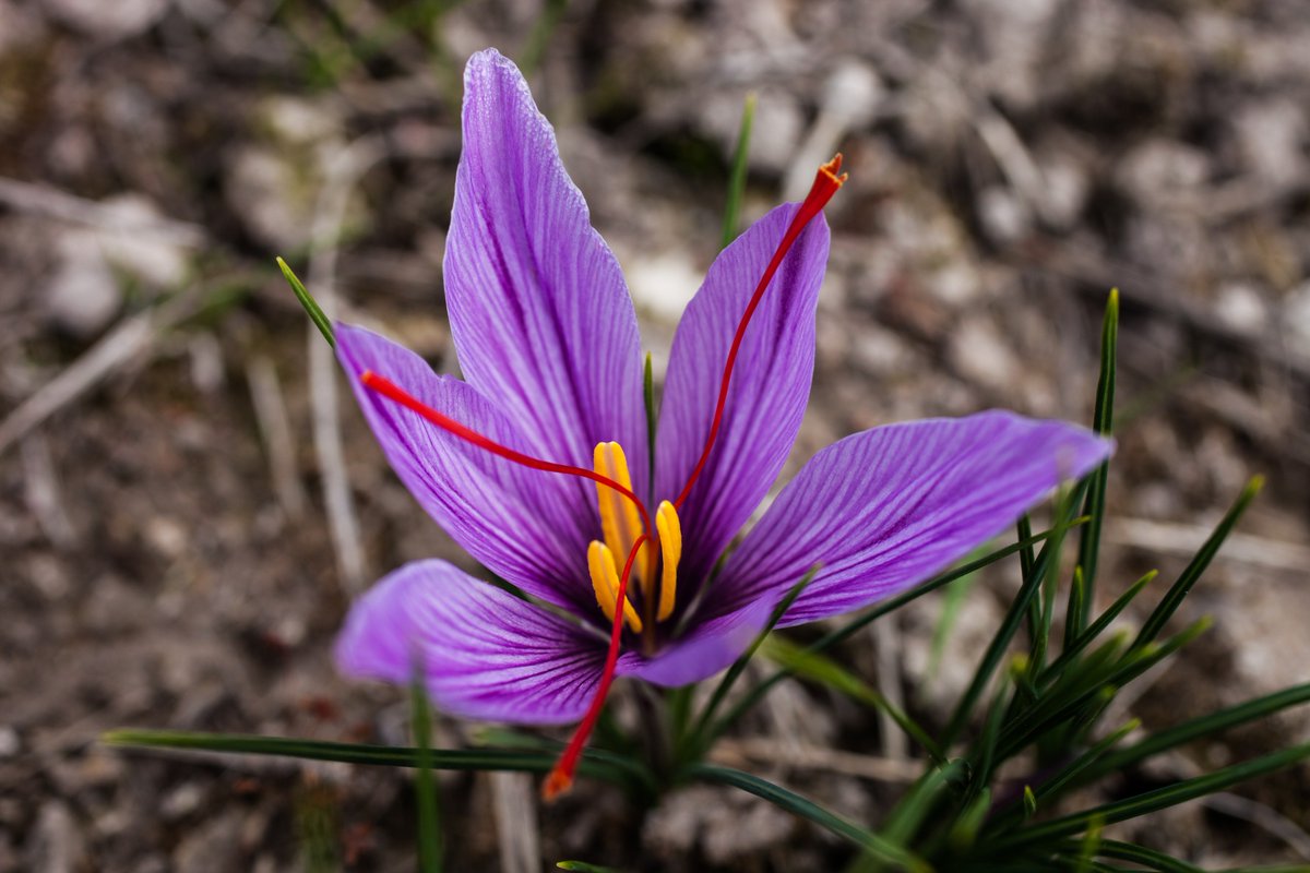 The fiery red threads from the saffron flower contain the highest amount of antioxidants weight for weight of anything in the world!
#macularhealth #Australiansaffron #Tasmania #good4u