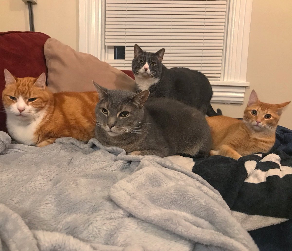 Oliver Taco On Twitter The Big Comfy Cat Couch