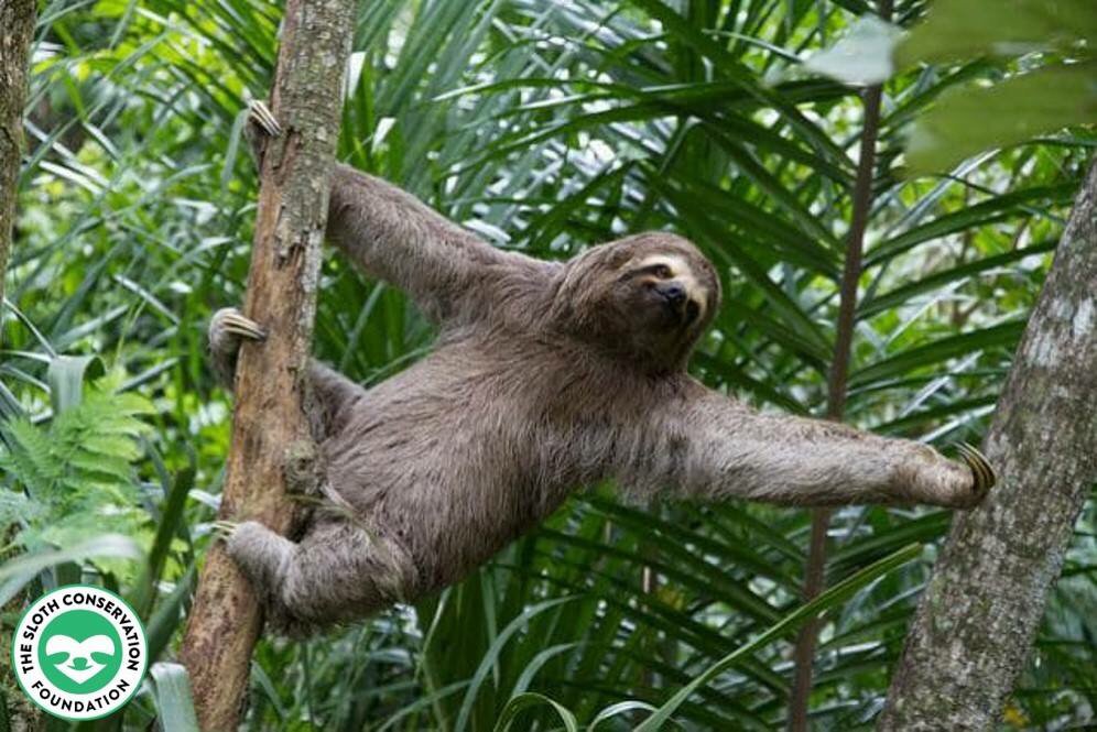 Sloth yoga? Sadly not. A sloth with outstretched arms is a stressed out animal and it means that you are too close!