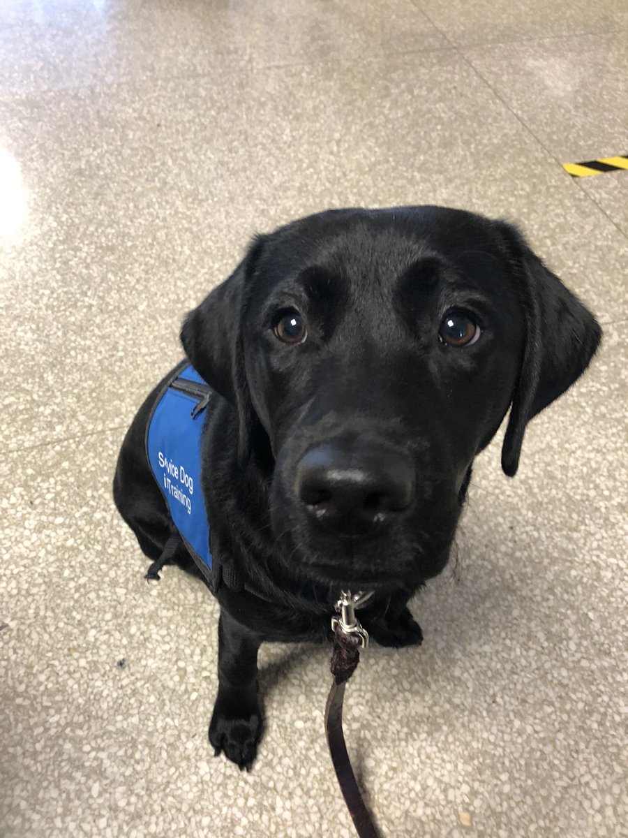 HCPSFranklinBPA's tweet photo. AVID students rocked the Bake Sale benefitting Southeastern Guide Dogs! Thanks to all our amazing teachers who baked for our cause. #weraisesuperheroes #puppyraisers @SDHCMagnet @HCPS_AVID @HCPSArea4 https://t.co/wQm3BVnl7Z