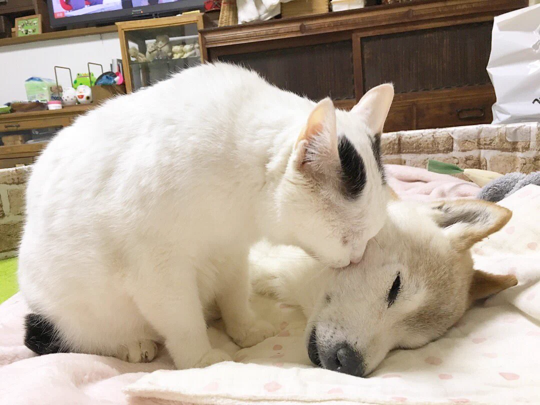 犬にそっとキスする猫！そんな二匹の様子がほっこりしすぎる画像w