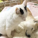 犬にそっとキスする猫!そんな二匹の様子がほっこりしすぎる画像w