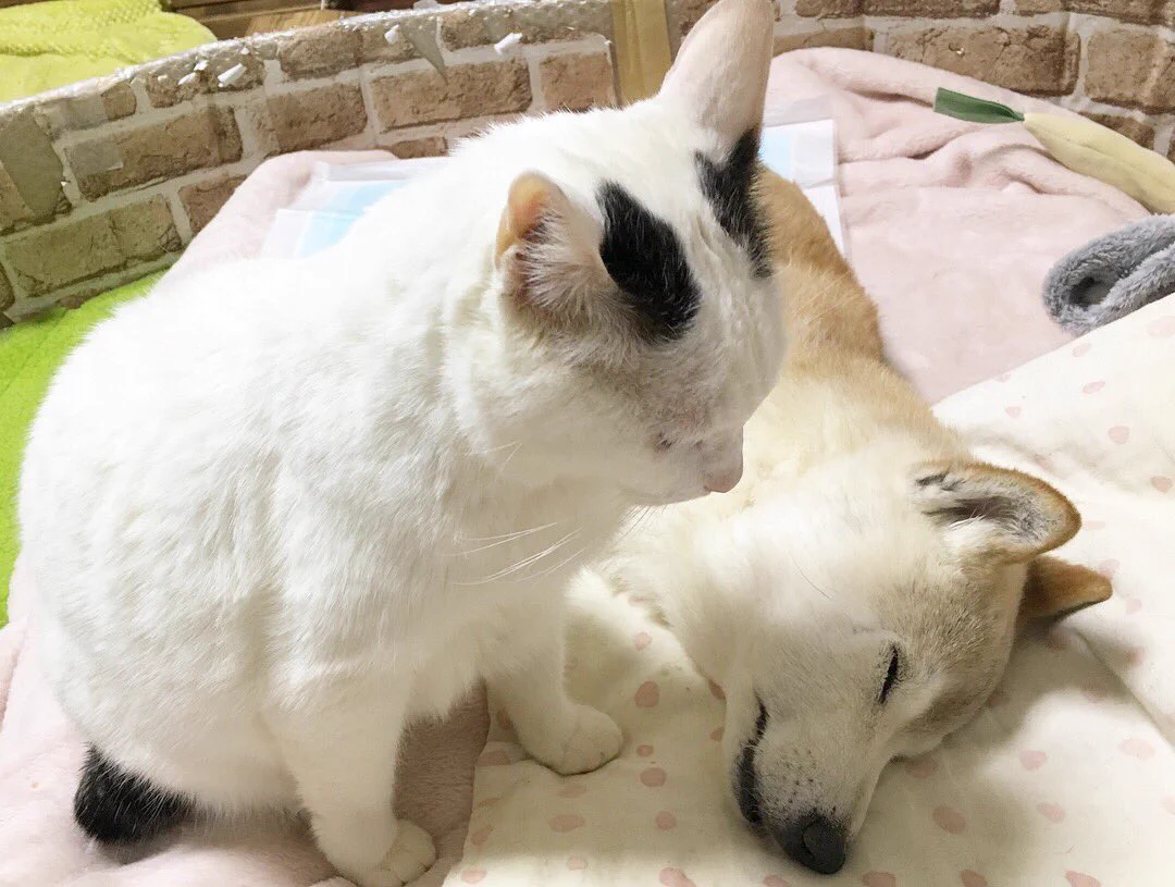 犬にそっとキスする猫！そんな二匹の様子がほっこりしすぎる画像w