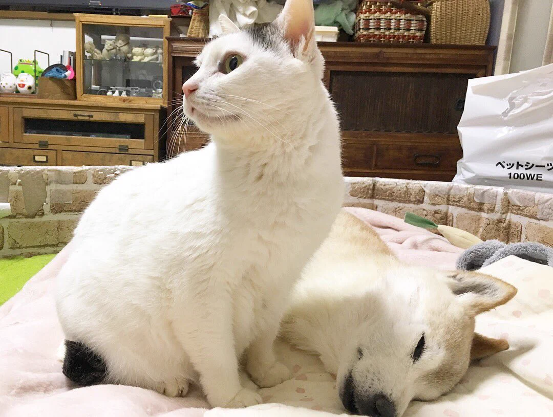犬にそっとキスする猫！そんな二匹の様子がほっこりしすぎる画像w