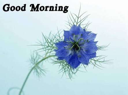 PowerStarFanGR1's tweet photo. Good morning all friend https://t.co/C3bDxYqn4N