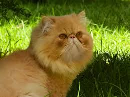 Its_love (@thanku_rose) on Twitter photo 