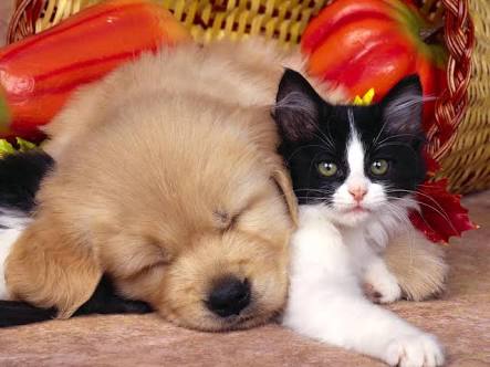 Its_love (@thanku_rose) on Twitter photo 