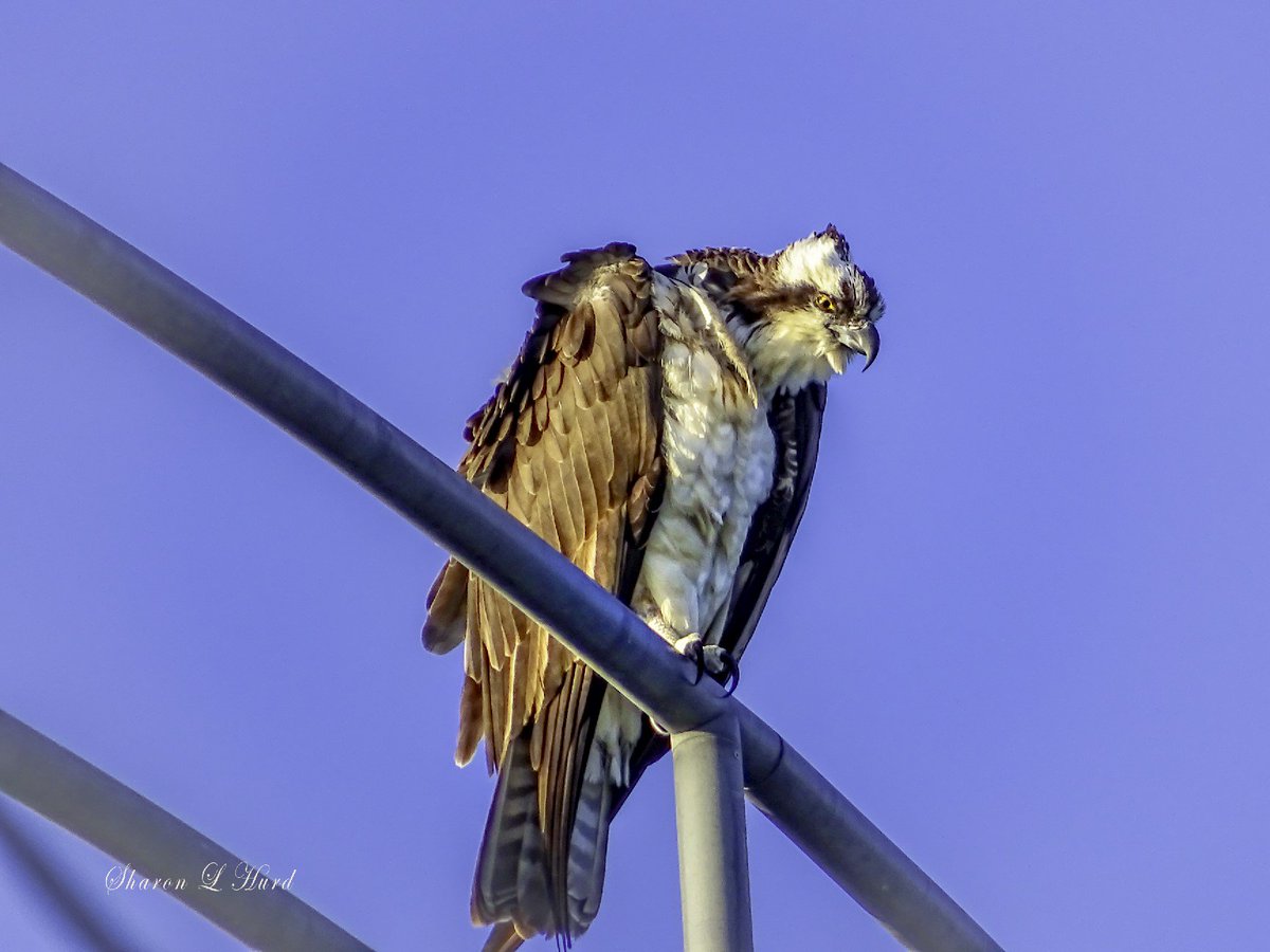SharonL_Hurd's tweet photo. You never know who you'll see along the Santa Ana River Trail. #goathillgirl #santaanarivertrail #HuntingtonBeach #birds #nature #bikeride https://t.co/aSbmJp4gIs