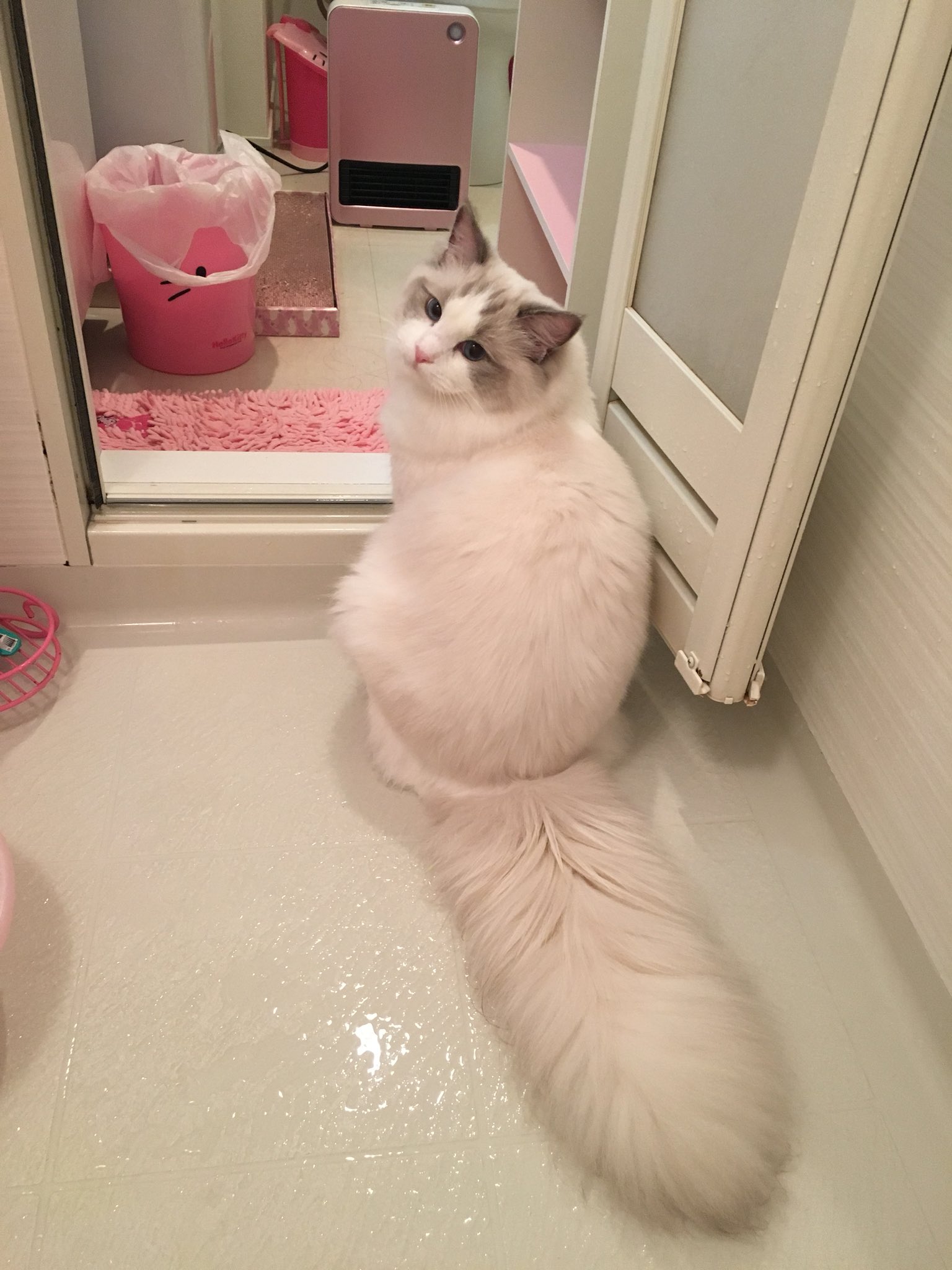 ট ইট র Ange Belle Ragdoll Somali アンジュって尻尾太い方なのかな 普通 何か大きく見える気がする 最近アンジュくん尻尾がスタッドテイルで毛が固まってる そろそろお風呂入れなきゃ ラグドール ブルーポイントバイカラー ふわ ট ইট র Ange Belle Ragdoll Somali アンジュって尻尾太い方なのかな 普通 何か大きく見える気がする 最近アンジュくん尻尾がスタッドテイルで毛が固まってる そろそろお風呂入れなきゃ ラグドール ブルーポイントバイカラー ふわ