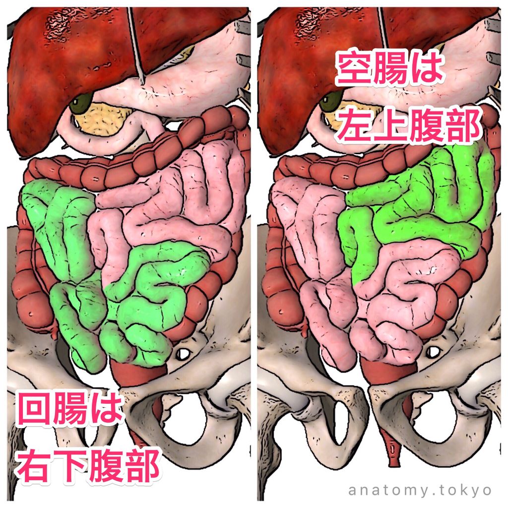 空腸