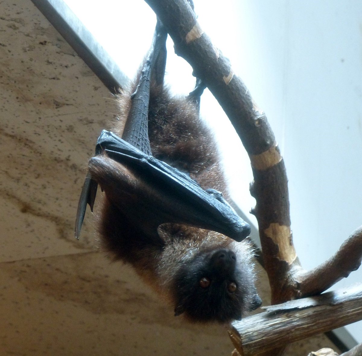 上野動物園 公式 こちらのいきもの 英語では 琉球の飛ぶキツネ Ryukyu Flying Fox と呼ばれています 日本語では オリイオオコウモリ 名前の通り 本来の生息地は沖縄です そして確かに キツネに似た顔 大きな目で果物を見つけ 長い