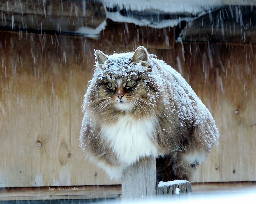 This snow is getting really old really fast!

#cute #adorable #kitty #cats #pets #twostupidcats #catslover  #love #winter