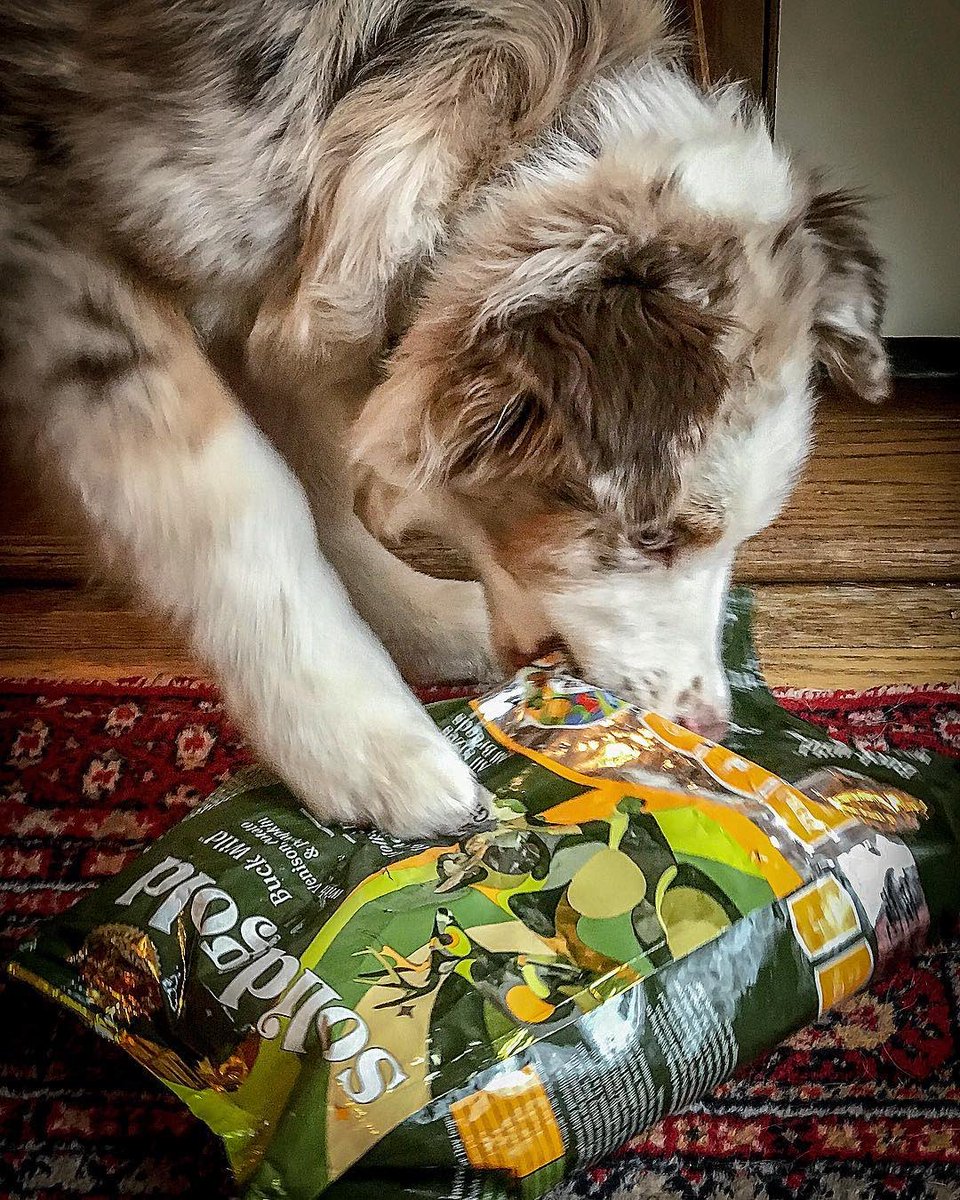 They just can’t help themselves. #solidgoldpets
