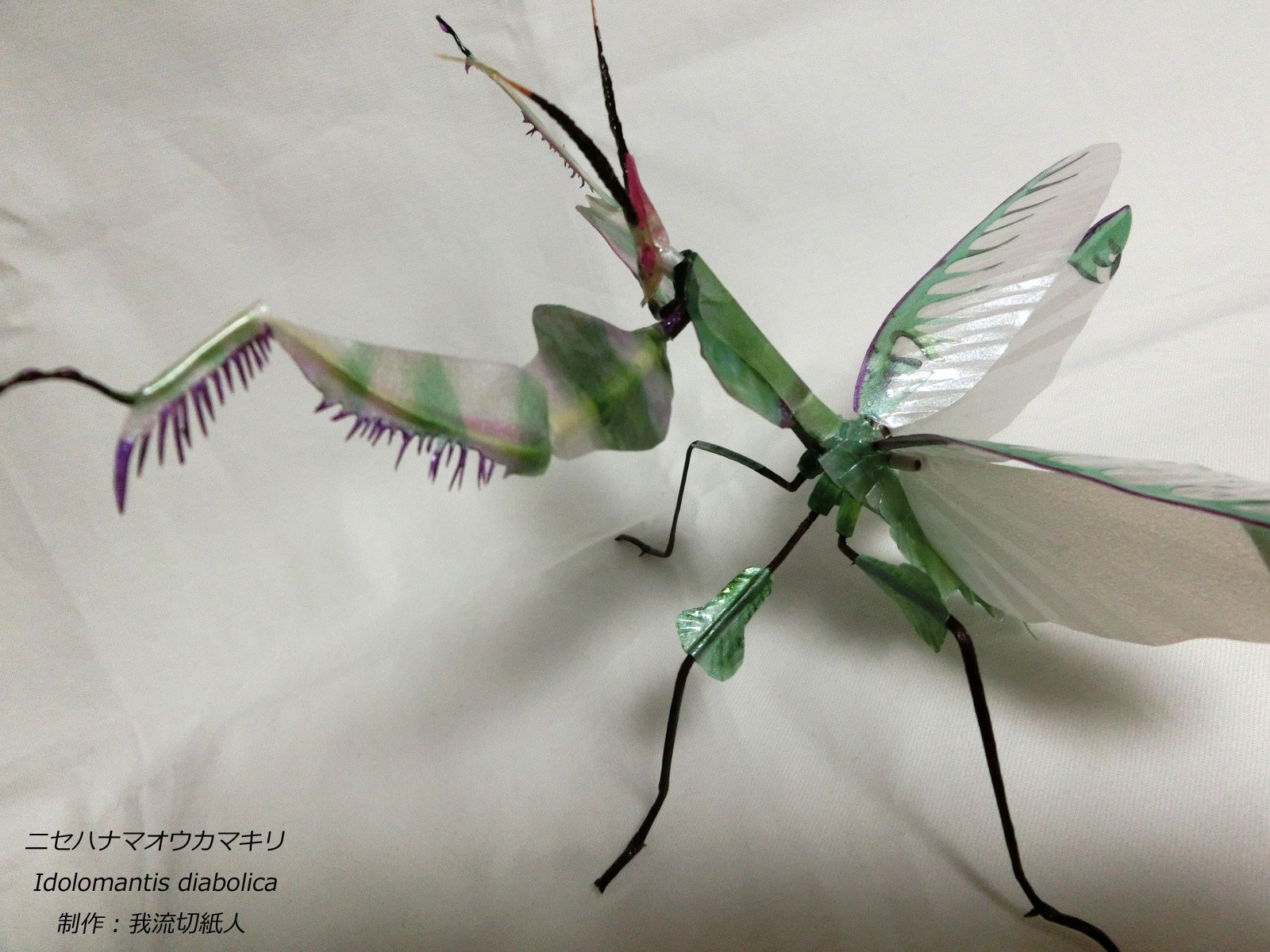 ニセハナマオウカマキリ いきもの大図鑑アドバンス ニセハナマオウカマキリ｜ガシャポン