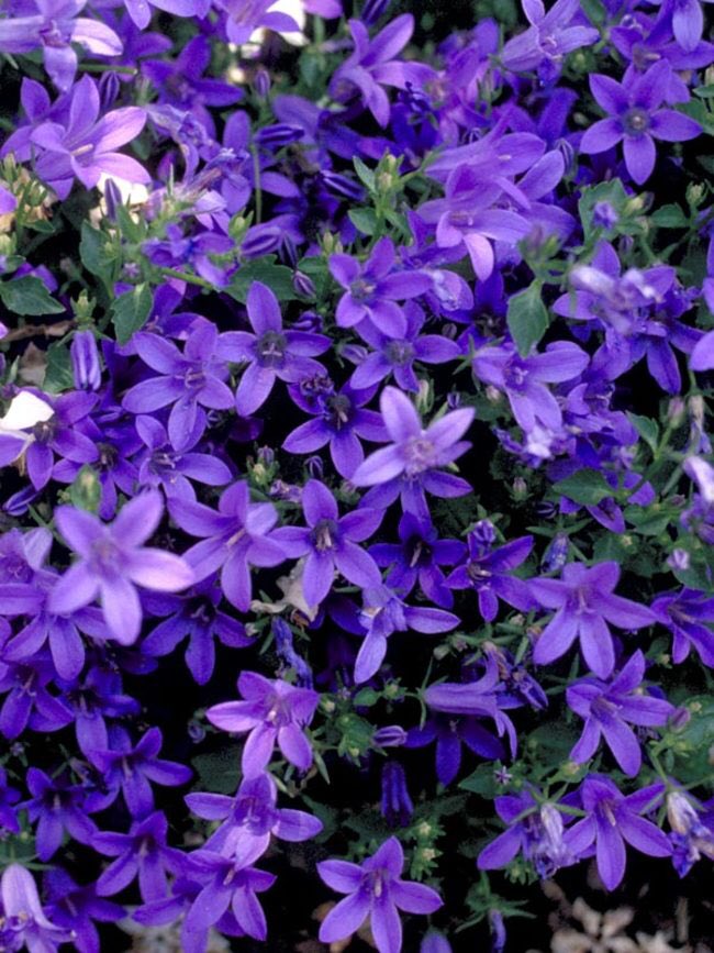 DiamondEyesGod's tweet photo. Campanula flower means Unwavering Love that I have for you @DepravedLove https://t.co/nFd9jUXhfm