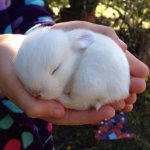 なにこれぬいぐるみみたい!生後11日のウサギがふわふわで癒やされる!