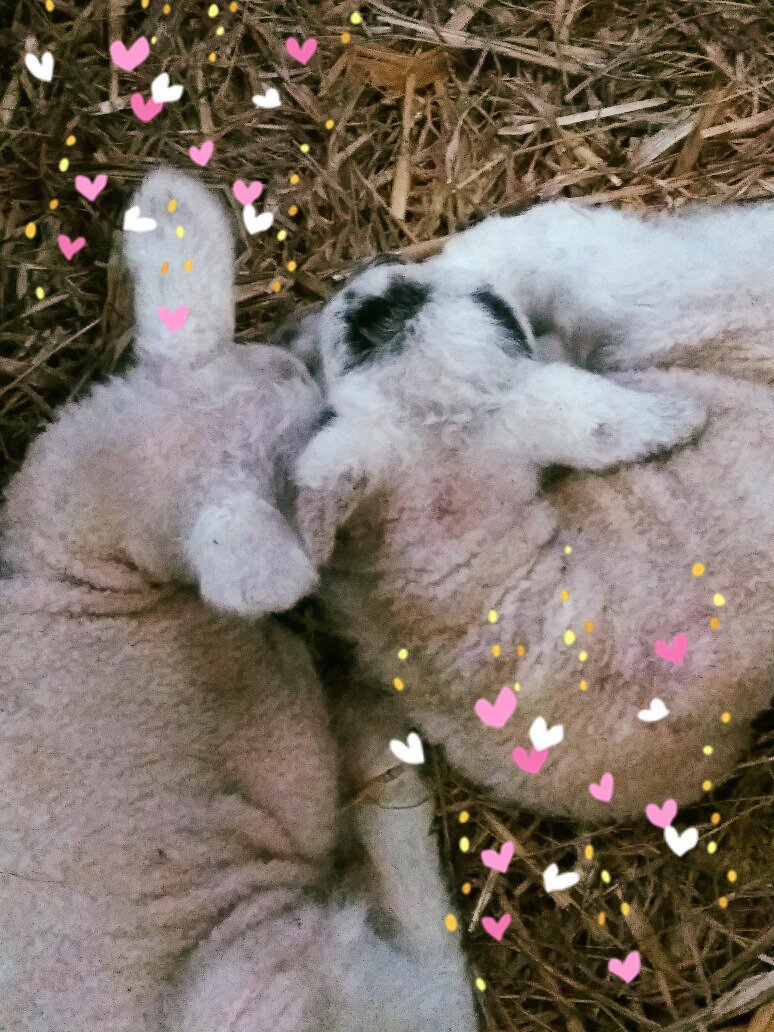 SpringBarnFarm's tweet image. Happy #ValentinesDay! Sending cute fleecy cuddles your way! 💕💕💕#cuddles #halftermfun