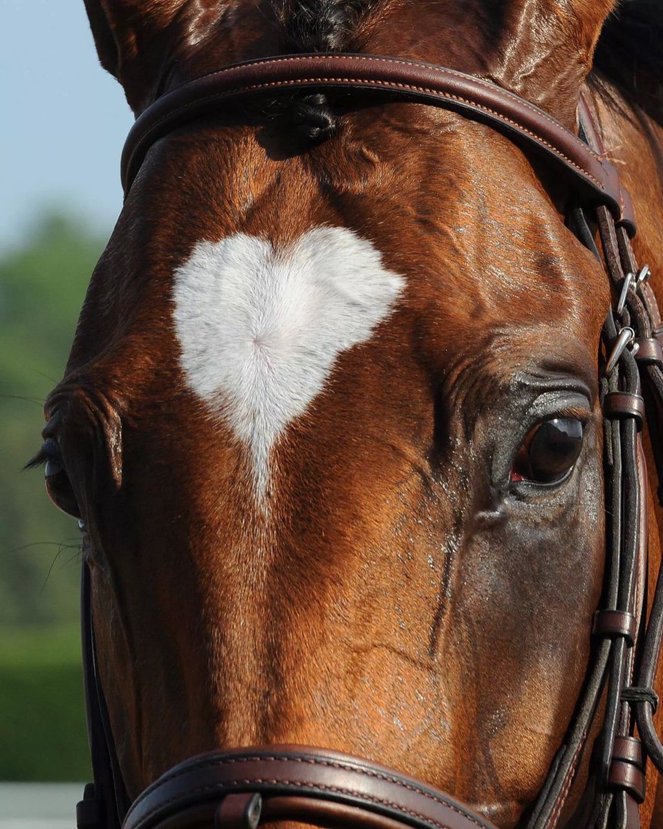 KentuckyDerby's tweet photo. Happy Valentine's Day! ❤️😘🐴 https://t.co/Wl5sL8QQJG
