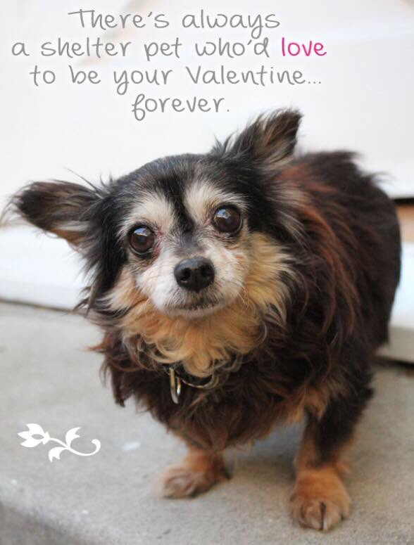 PeoplesPetAward's tweet image. Happy Valentine's Day to all of our pets #Valentines