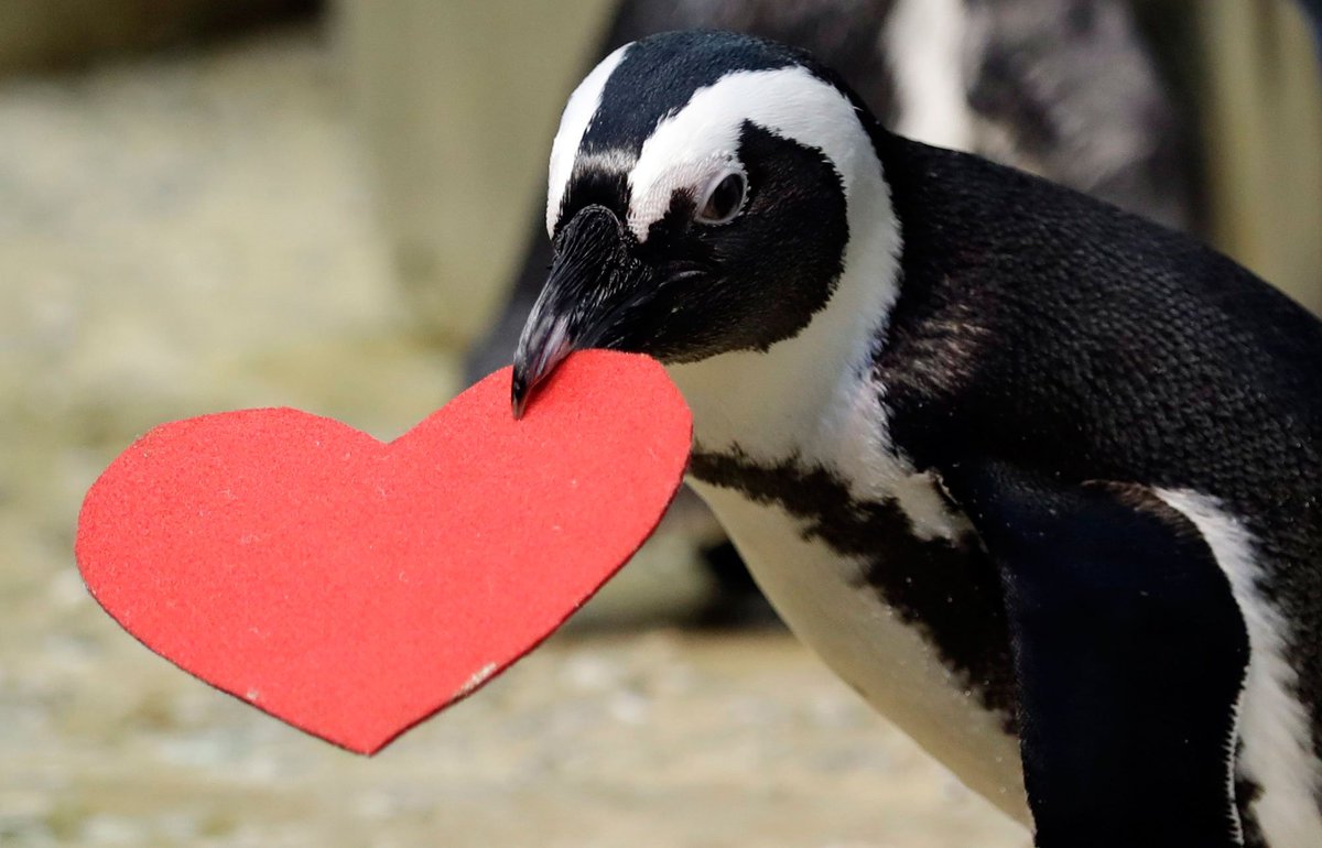 Love on the rocks: Penguins celebrating Valentine's Day: bit.ly/2Bu24e3 https://t.co/RPXSIX0QUw
