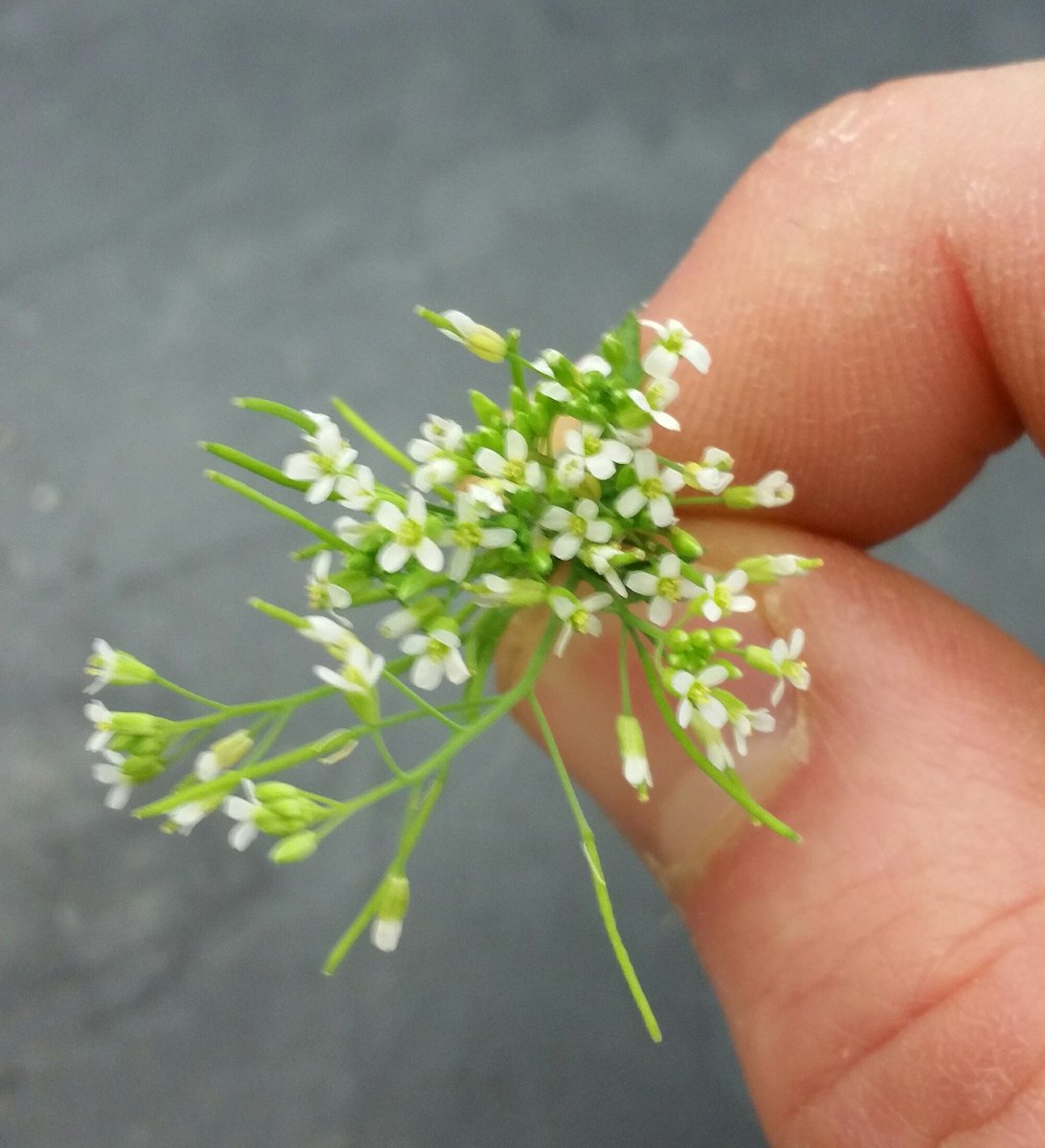 kpot12's tweet photo. Nothing says I love you more than a bouquet of Arabidopsis flowers on Valentine's Day! 😚🌷❤ Happy Valentine's Day!!!
 #ValentinesDay #plants #Arabidopsis #plantsci https://t.co/5GzC9p9se0