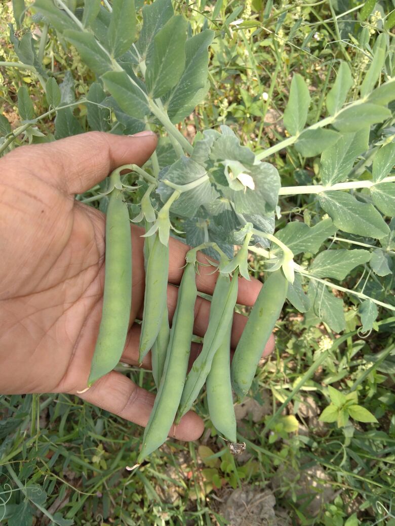 KalashSeedsIND's tweet photo. Field Update: Our Peas variety KSP 110, Super performance, Super result and Super yields !!! https://t.co/OKCQQQuAHS