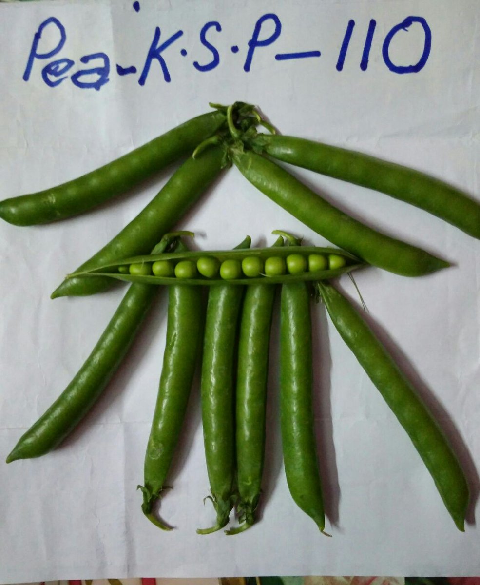 KalashSeedsIND's tweet photo. Field Update: Our Peas variety KSP 110, Super performance, Super result and Super yields !!! https://t.co/OKCQQQuAHS