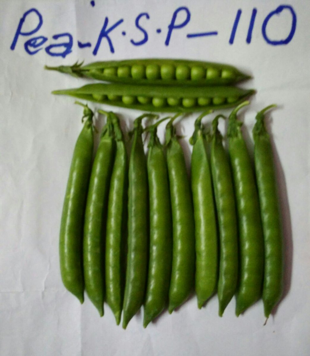KalashSeedsIND's tweet photo. Field Update: Our Peas variety KSP 110, Super performance, Super result and Super yields !!! https://t.co/OKCQQQuAHS