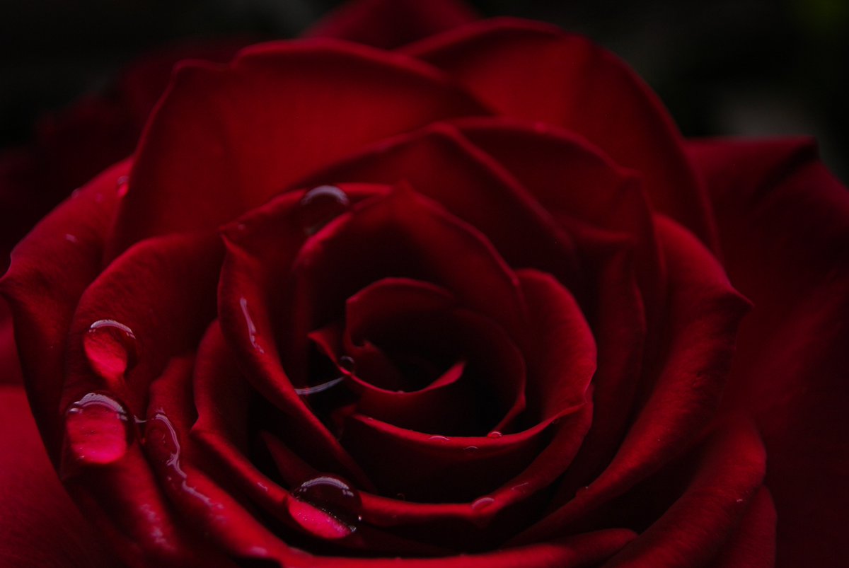 FriendsOfFuture's tweet image. Aujourd'hui, le #MercrediDesCendres, marque le début du #careme.
Mais l'équipe de @FriendsOfFuture préfère souhaiter une joyeuse #SaintValentin à tous les couples, qu'ils soient aux prémices de leur histoire ou l'aient traversée. 💖
(Photos by @Dylka, @nathan_mcb &amp;amp; @BrigitteTohm)