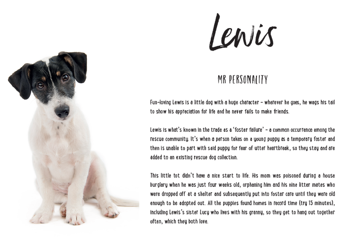 DeFiWhore's tweet photo. On this day of love, consider sharing some of that warm &amp; fuzzy with a shelter dog. Read more about a great initiative by photographer @emmaobrienphoto here: https://t.co/sbMImNrz0V

#ValentinesDay
#DogsofTwitter
#AdoptDontShop https://t.co/SLzxpHppT8