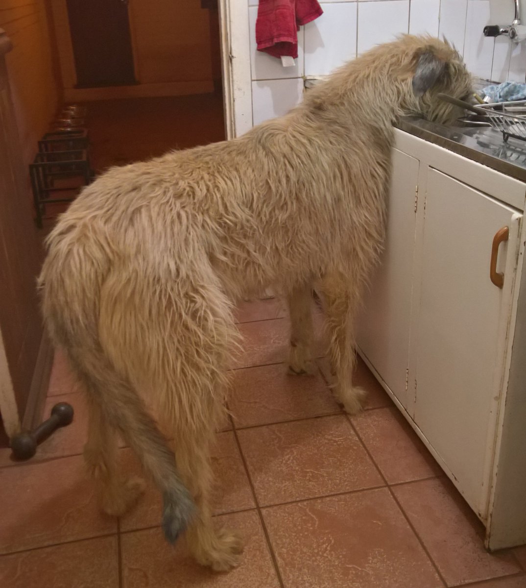 irish wolfhound next to horse