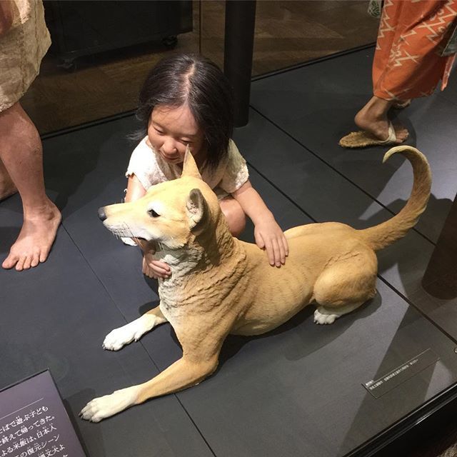 弥生犬 Twitter Search Twitter