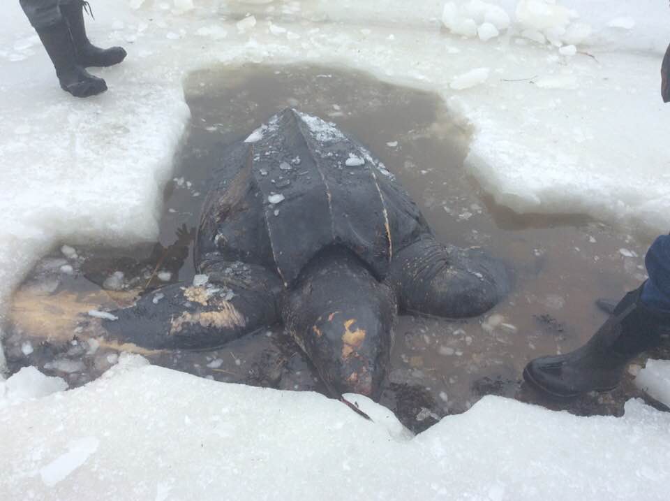 InfoMorningCB's tweet photo. Ron MacLean chips out a (dead) leatherback turtle (!) from the ice near his place in Islandview.  DFO says this is the first-ever leatherback recorded in the Bras d'Or. https://t.co/Gmb6ryqiA8